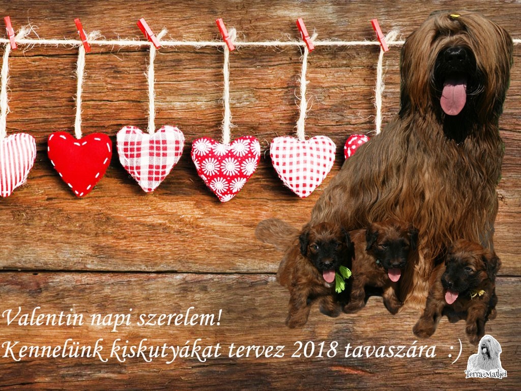 Briard kiskutyák 2018